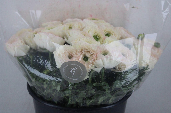 <h4>Ran Cloni Sup Cream Succes</h4>