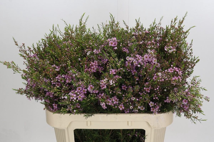 <h4>Chamelaucium Kerryn</h4>