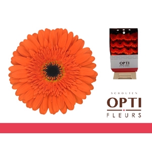 Gerbera Candela Diamond