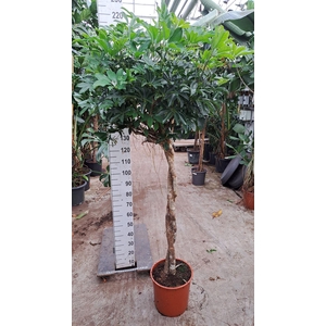Schefflera arbor. 'Compacta'
