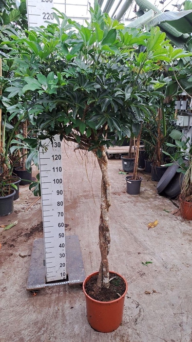 <h4>Schefflera arbor. 'Compacta'</h4>