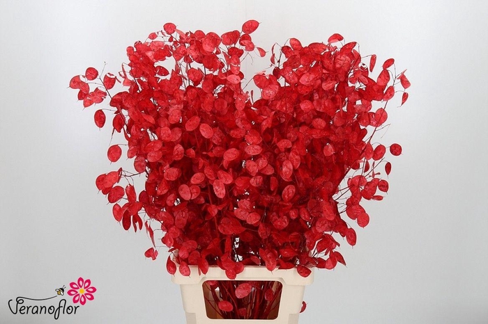 <h4>SNIJBL OV KLB H% BS</h4>