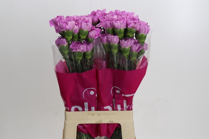 <h4>Dianthus St Yukari Scuro</h4>