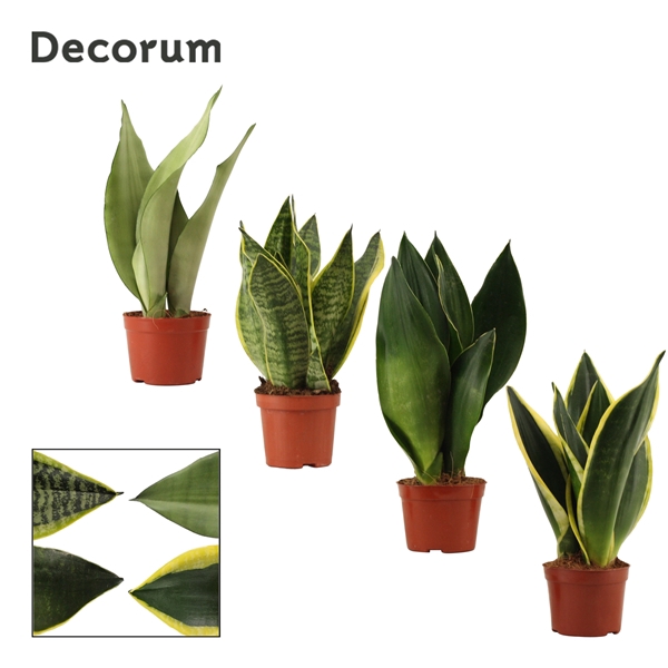 <h4>Sansevieria Super mix 9 cm (Decorum)</h4>