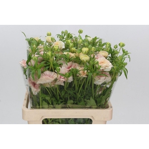 RAN CORTUSIFOLIUS MAGICAL MASCARPON