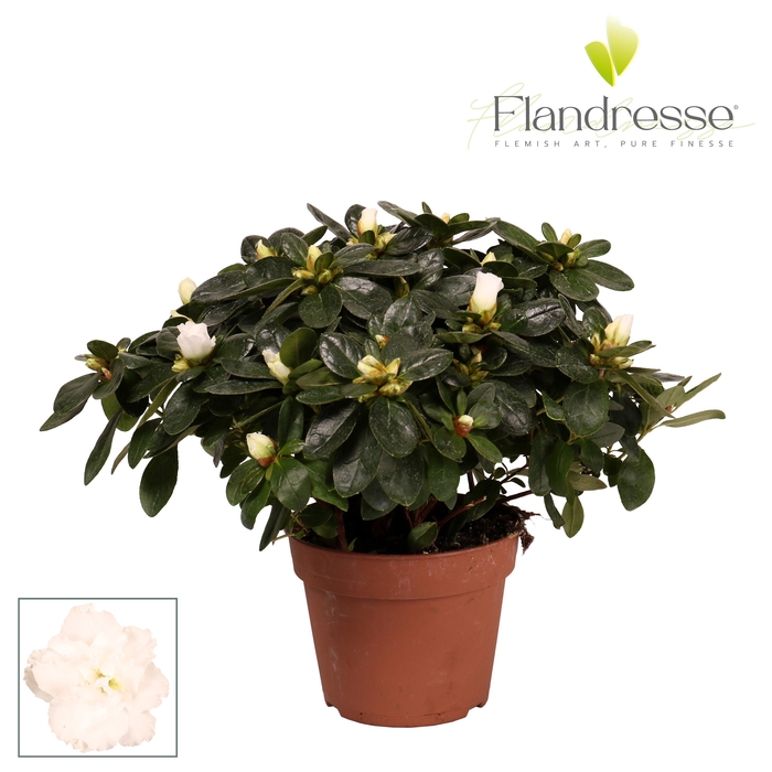 <h4>Azalea Flandresse® 'wit' 30 - 32 cm</h4>