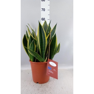 Sansevieria trifa.   ...