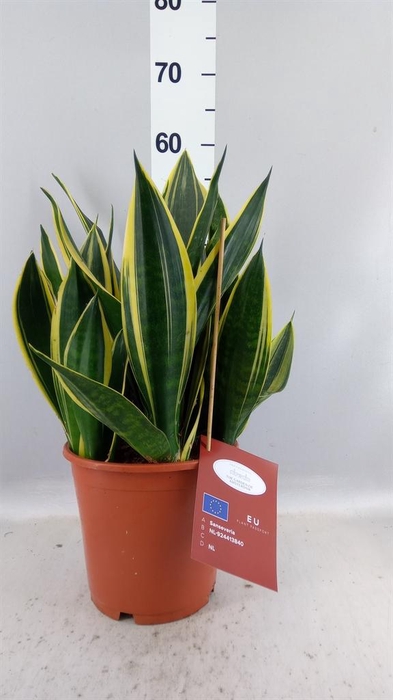 <h4>Sansevieria trifa.   ...</h4>