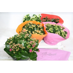 Gevuld 23 cm Gemengd Brilliant (schalen)