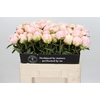 Paeonia In Full Sail