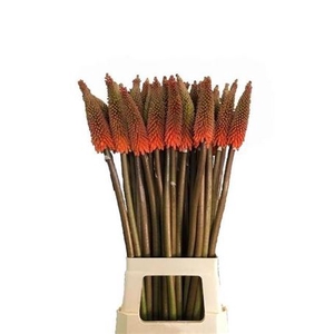 Kniphofia Alcazar