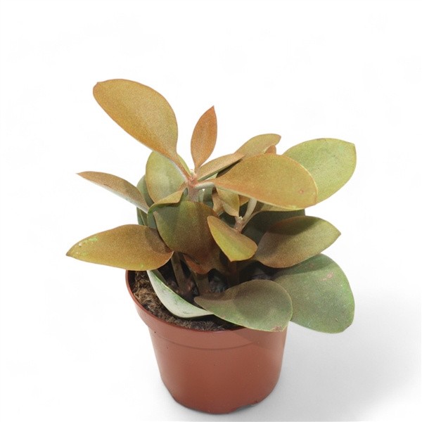 <h4>Kalanchoe Orgyalis</h4>