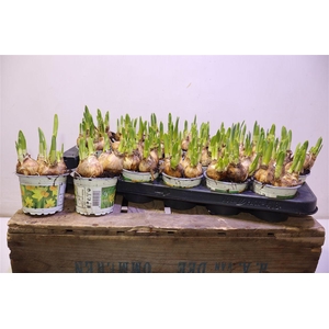 arr8 Narc O Tete A Tete