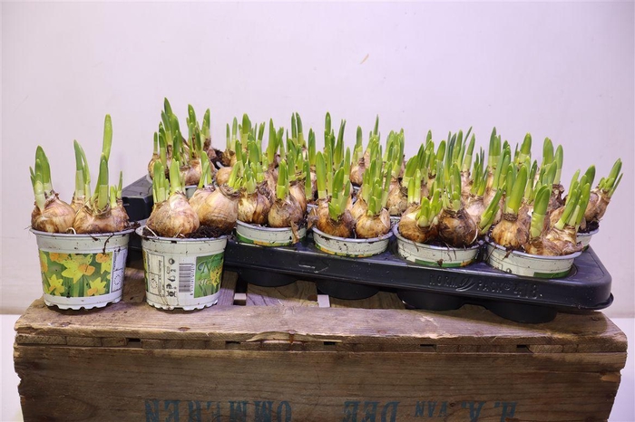 <h4>arr8 Narc O Tete A Tete</h4>