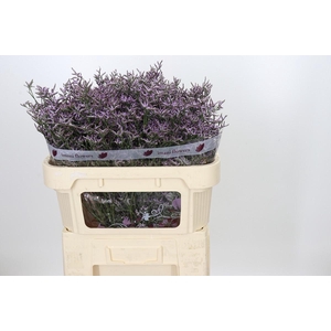 Limonium ov Safora Lilac