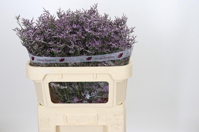 <h4>Limonium ov Safora Lilac</h4>