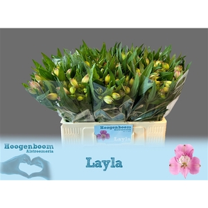 Alstroemeria Layla 40 gram