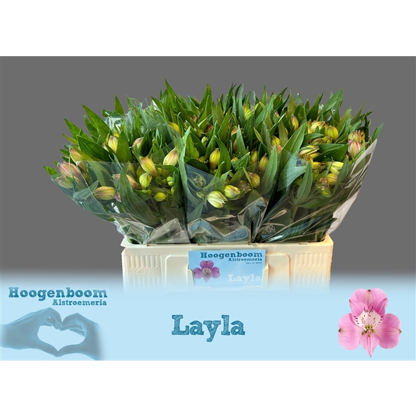 <h4>Alstroemeria Layla 40 gram</h4>