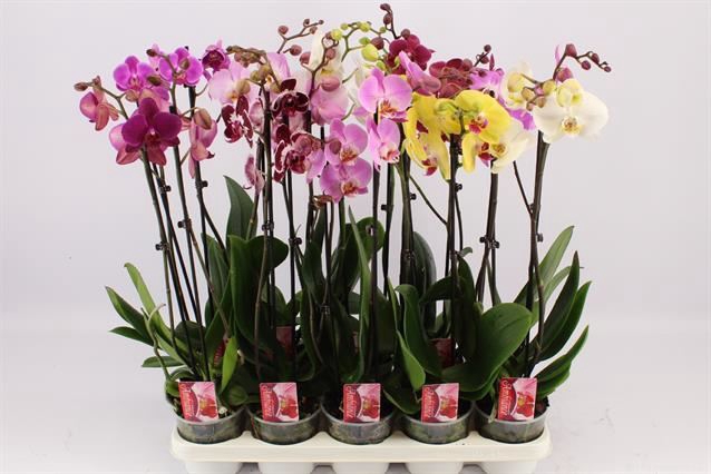 <h4>Phalaenopsis gemengd</h4>