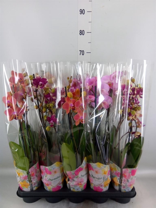 <h4>Phalaenopsis   ...</h4>