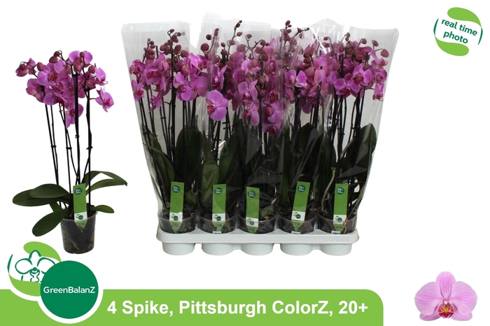 <h4>PHAL AN PITTSBURGH</h4>