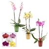 Phalaenopsis 2 tak 14+ mix in Mariah + kersballen bijsteker (Dec