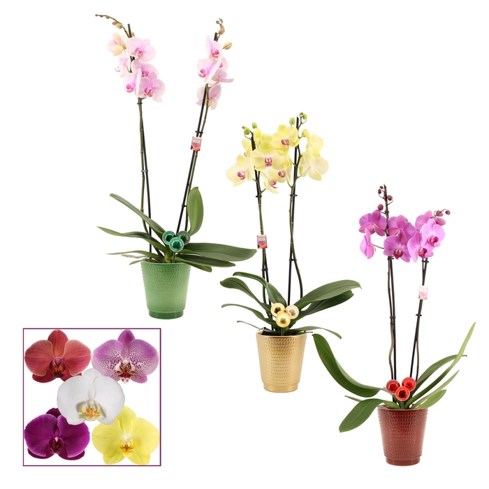 <h4>Phalaenopsis 2 tak 14+ mix in Mariah + kersballen bijsteker (Dec</h4>