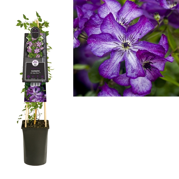 <h4>Clematis vit. Super Nova PBR +3.0 label</h4>