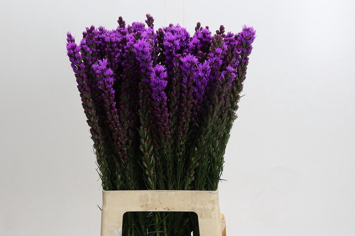 <h4>Liatris Callilepis</h4>