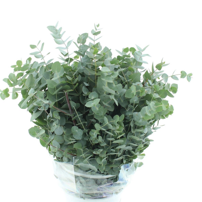 <h4>Euca Cinerea Long 300grams Super</h4>