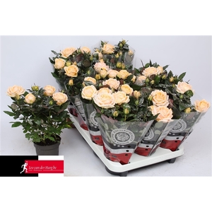 Rosa Kordana Grande Belami Zilver Glitter (Kerst)