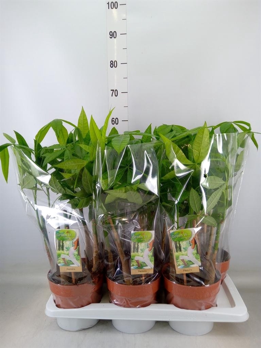 <h4>Pachira aquatica</h4>