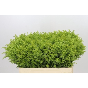 Solidago Tara Gold