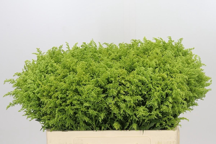 <h4>Solidago Tara Gold</h4>