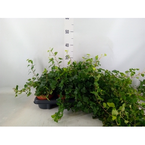 Hedera helix 'Wonder'
