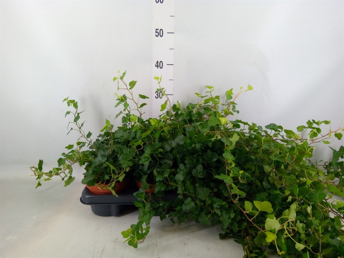 <h4>Hedera helix 'Wonder'</h4>