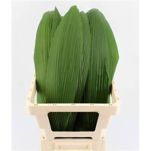 DECOGROEN GROOT BLAD