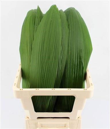 <h4>DECOGROEN GROOT BLAD</h4>