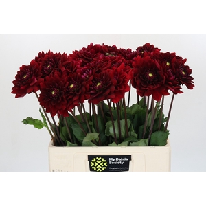 Dahlia Red Runner