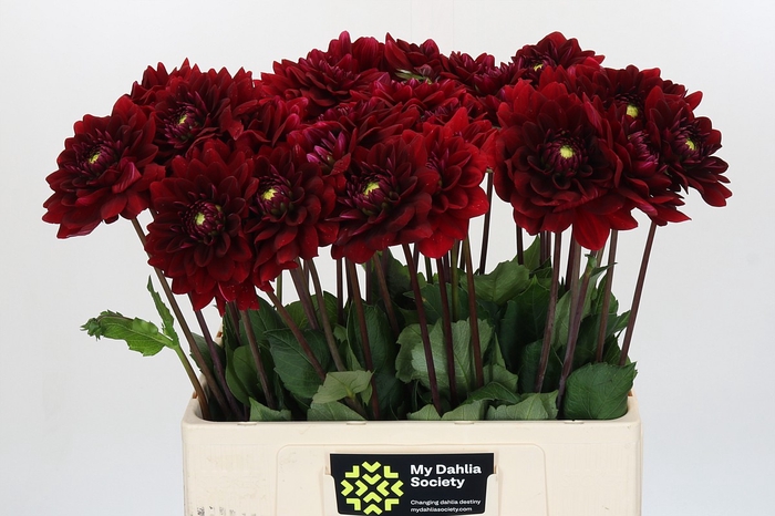 <h4>Dahlia Red Runner</h4>
