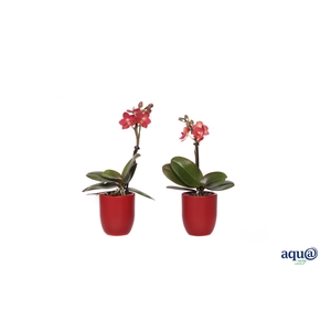 Hugo Wine Red Tiny Dolls Rood 1T7+ Aqu@