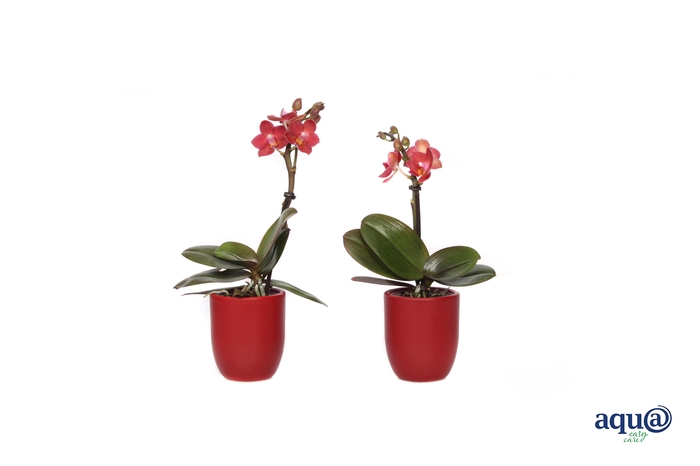 <h4>Hugo Wine Red Tiny Dolls Rood 1T7+ Aqu@</h4>