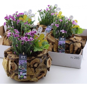 ARR TUINPLANTEN