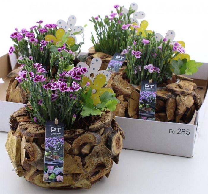 <h4>ARR TUINPLANTEN</h4>