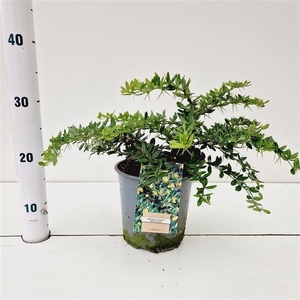 Berberis x frikartii Amstelveen