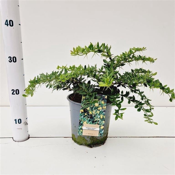<h4>Berberis x frikartii Amstelveen</h4>