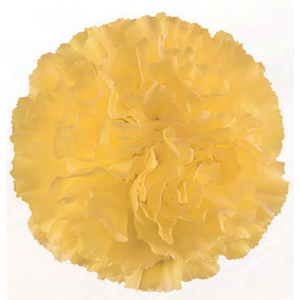 Di St Golden Gate Yellow 70cm CO