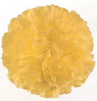 <h4>Di St Golden Gate Yellow 70cm CO</h4>