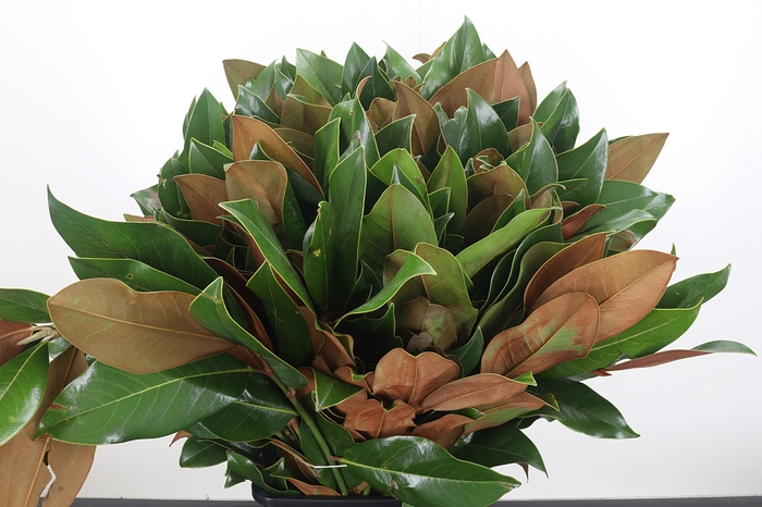 <h4>Magnolia Blad (bos)</h4>