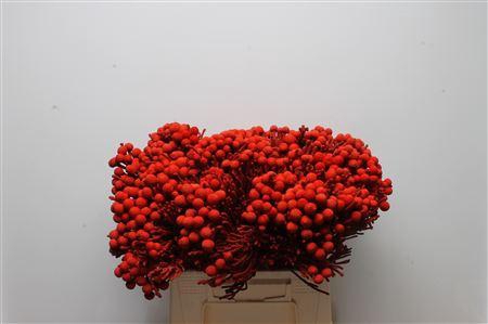 Kaaps Brunia Silver Rood